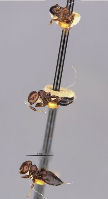 Media type: image;   Entomology 20815 Aspect: hala